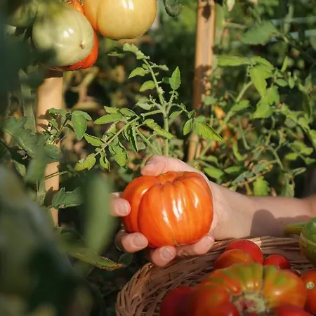 Alle Vecchie Querce Semesterbostad Fontecchio