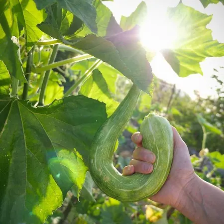 Alle Vecchie Querce Semesterbostad