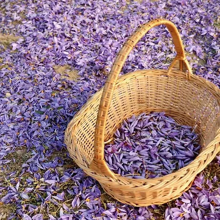 Alle Vecchie Querce