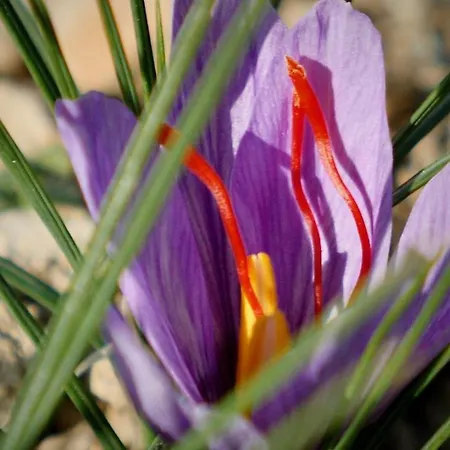 Alle Vecchie Querce Semesterbostad *