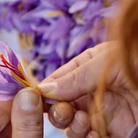 Semesterbostad Alle Vecchie Querce