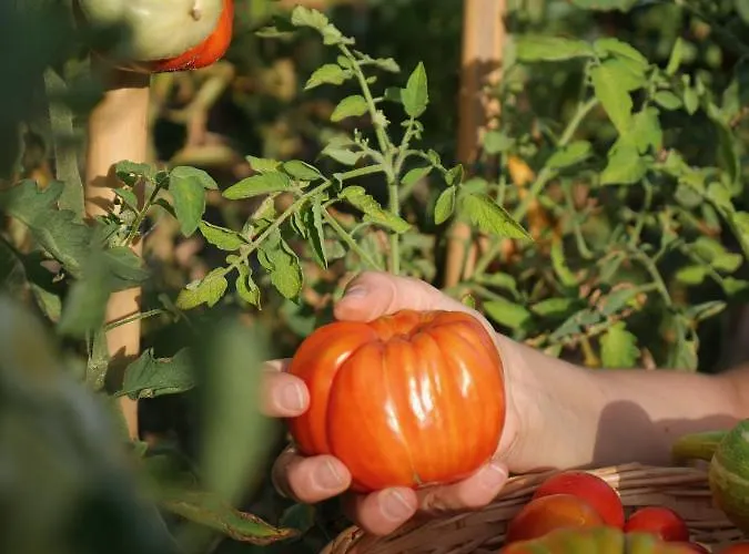 Alle Vecchie Querce Vakantiehuis Fontecchio