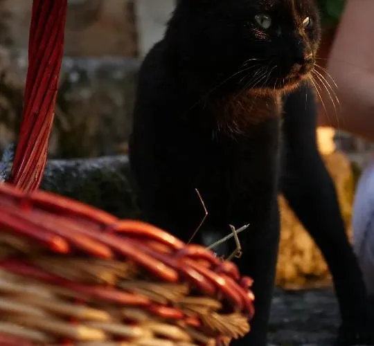 Alle Vecchie Querce *