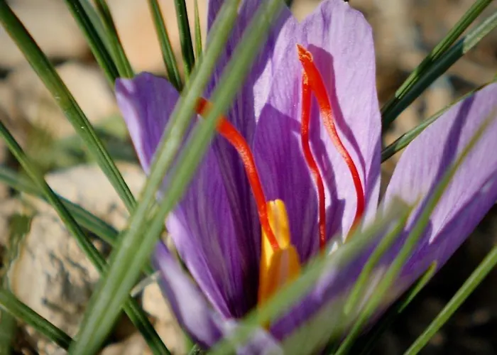 Alle Vecchie Querce Vakantiehuis *