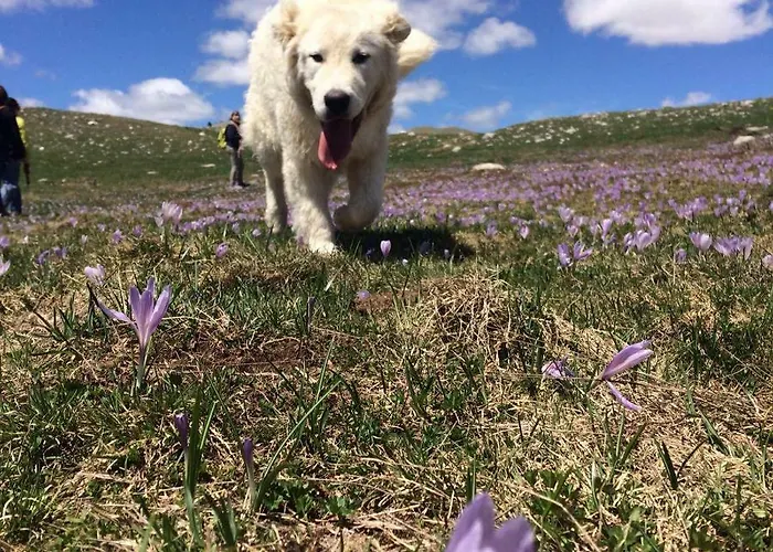 Alle Vecchie Querce Tatil Evi